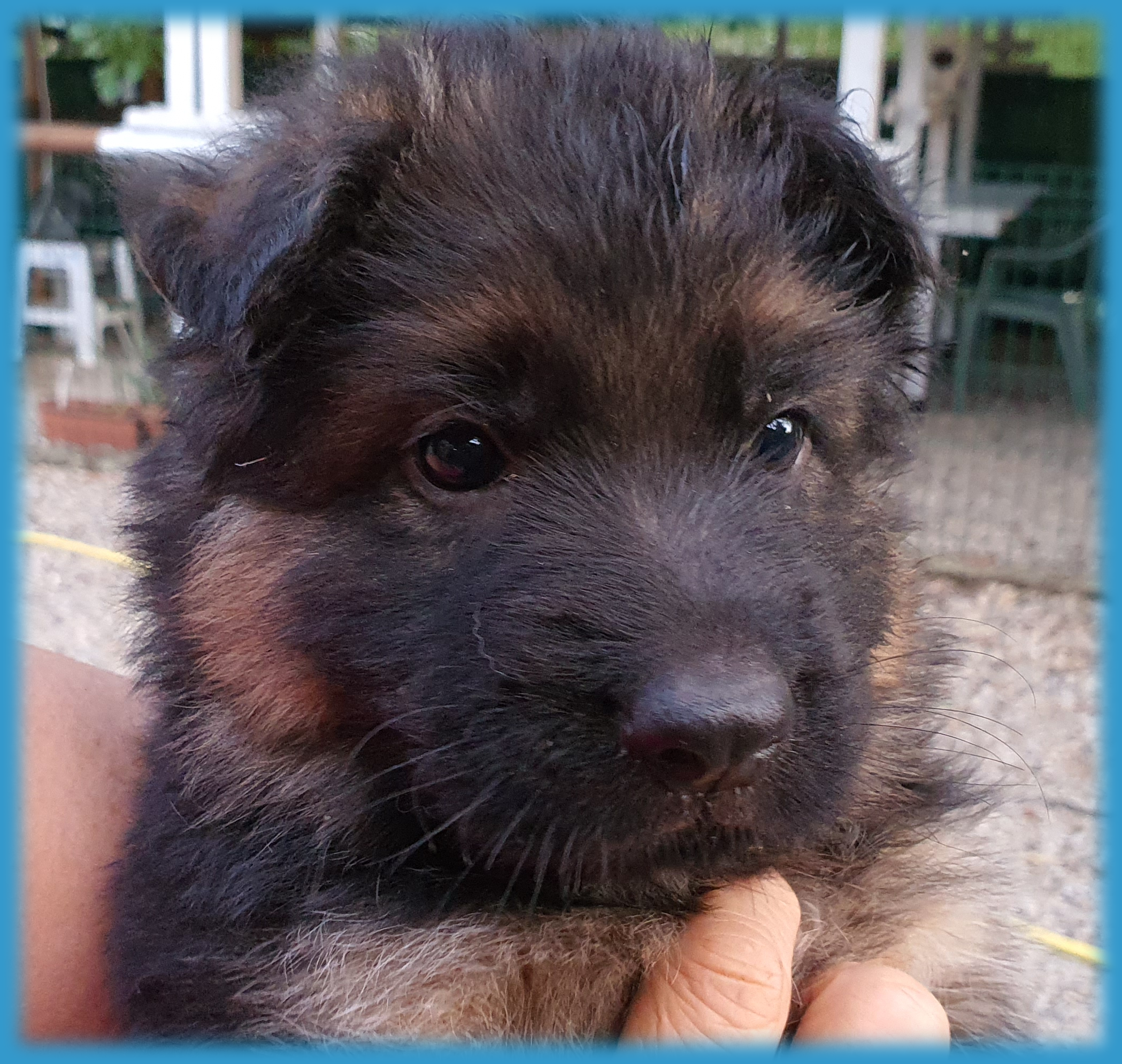 chiot