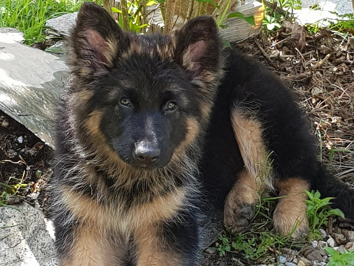 chiot